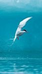 pic for Arctic Tern 